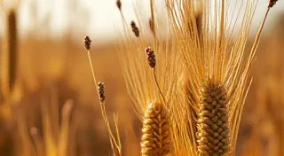 A Beginner's Guide to Growing Heirloom Corn