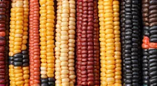 Sweet vs. Flour vs. Popcorn: Heirloom Corn Classification