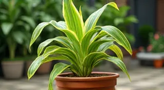 Growing Heirloom Corn in Containers