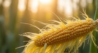 Understanding Corn Pollination & How to Help It