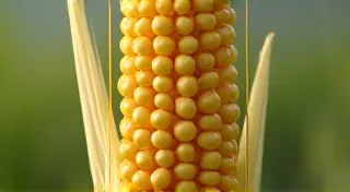 Troubleshooting Common Heirloom Corn Problems