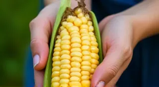Harvesting Heirloom Corn at its Peak