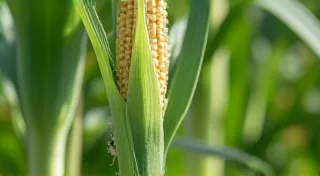 Pest and Disease Control for Heirloom Corn