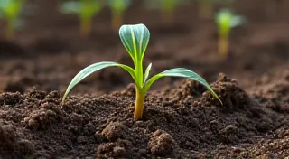 Choosing the Right Soil for Heirloom Corn