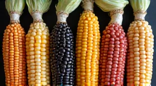 Five Unique Heirloom Corn Varieties You Need to Know